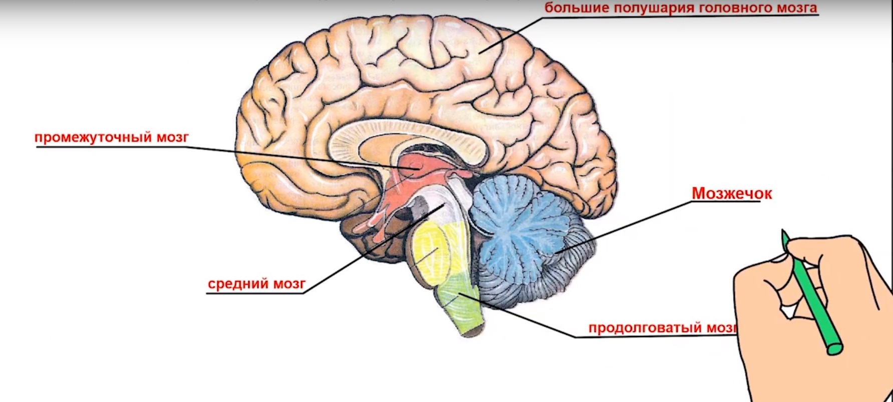 Ми оне. Отделы головного мозга варолиев мост. Промежуточный мозг продолговатый мозг мозжечок. Строение задних отделов головного мозга» промежуточный мозг. Головной мозг человека отделы варолиев мост.